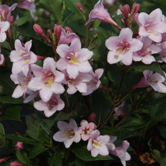 Weigelia florida Polka - Weigela nain Pot de 2L/3L - Image 1