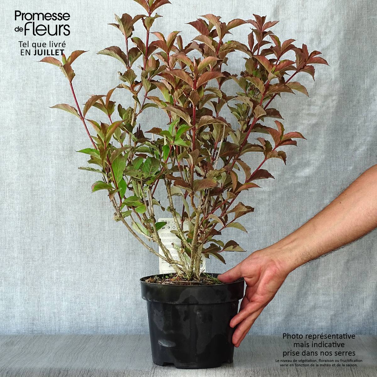 Weigelia florida Polka - Weigela nain Pot de 2L/3L - Image 2