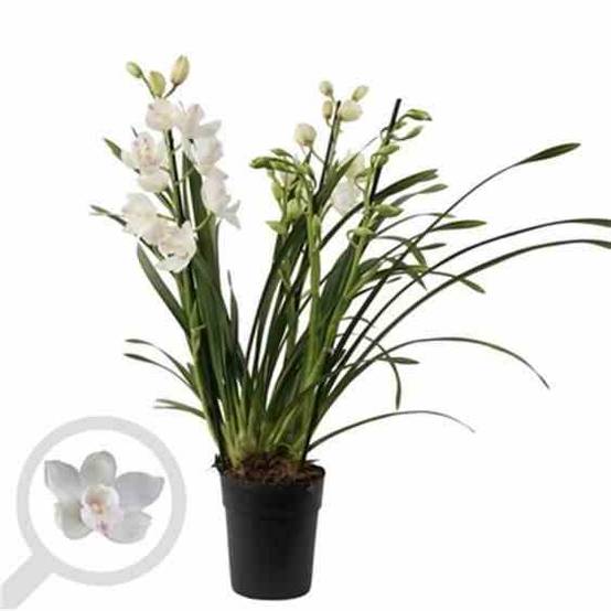 Sans Marque - Cymbidium hybride blanche Taille:Pot de 1 litre ? 60/80cm