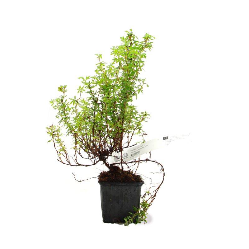 Potentille arbustive Marian Red Robin ® 'Marrob' (Potentilla fruticosa Marian Red Robin ® 'Marrob') - Godet - Taille 10/15cm - Pépinières Naudet - Image 2