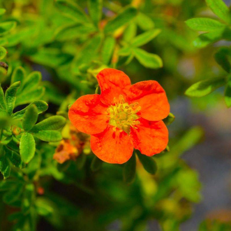 Potentille arbustive Marian Red Robin ® 'Marrob' (Potentilla fruticosa Marian Red Robin ® 'Marrob') - Godet - Taille 10/15cm - Pépinières Naudet
