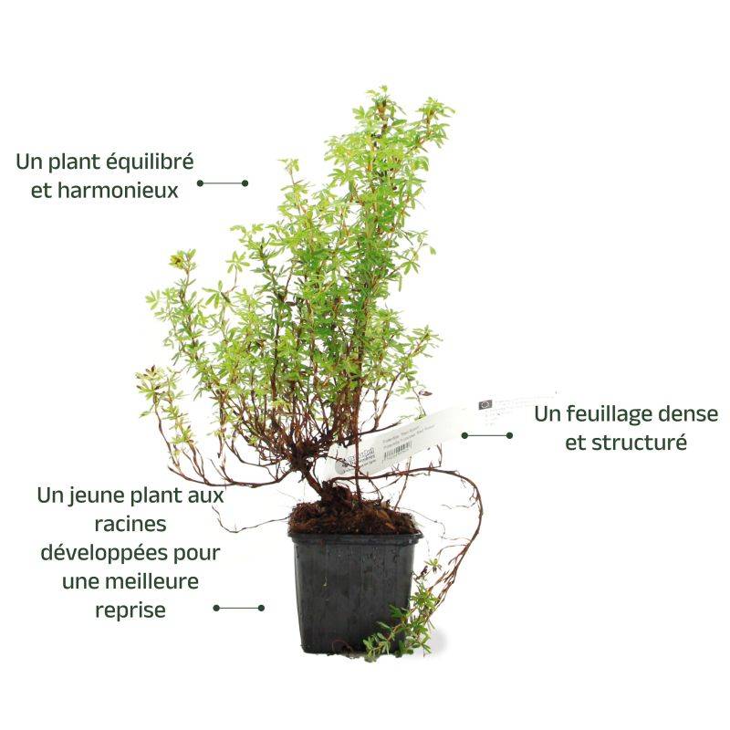 Potentille arbustive Marian Red Robin ® 'Marrob' (Potentilla fruticosa Marian Red Robin ® 'Marrob') - Godet - Taille 10/15cm - Pépinières Naudet - Image 3