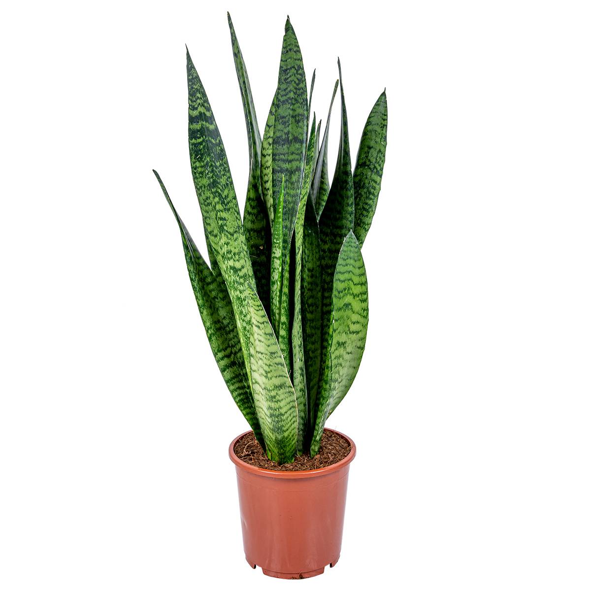 Sansevieria Zeylanica - Langue de belle-mère - Plantes d’intérieur - H. 50-70 cm - P. 17 cm - Image 1