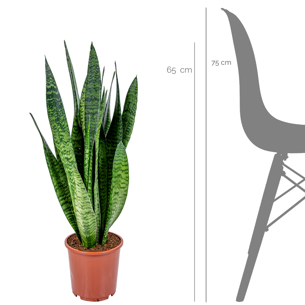 Sansevieria Zeylanica - Langue de belle-mère - Plantes d’intérieur - H. 50-70 cm - P. 17 cm - Image 2