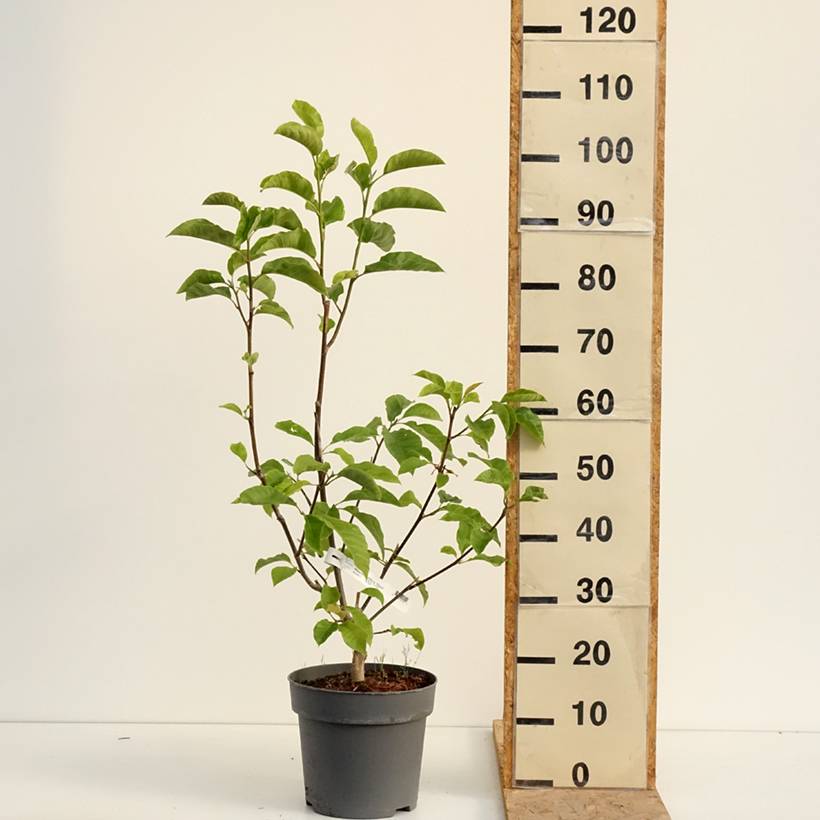 Magnolia liliflora Nigra Pot de 7,5L/10L - Image 2