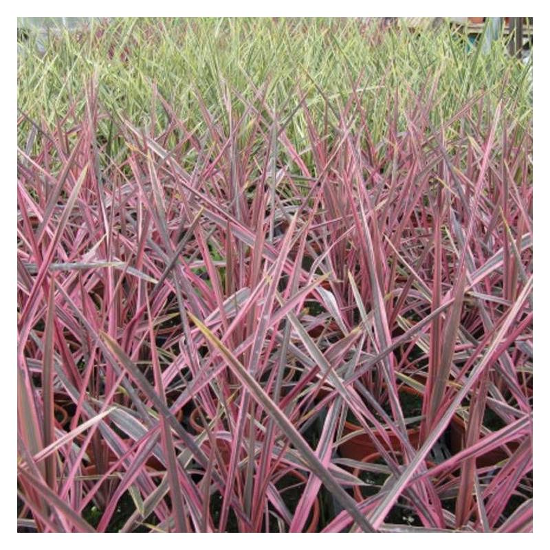 Cordyline australe Pink Passion® 'Seipin' - Pot de 4L - 40/60 cm - Image 1