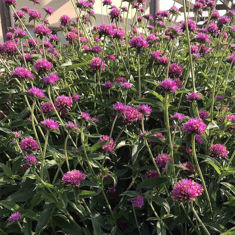 Gomphrena Truffula Pink - Amarantine Mini-motte Ø 1,5/2,5 cm (par 5)
