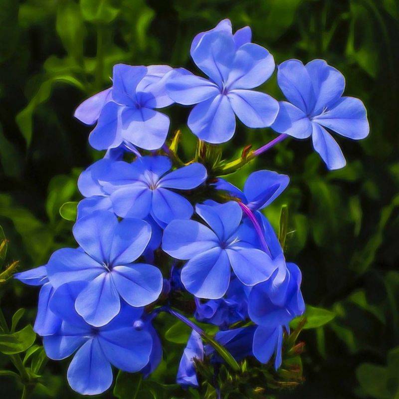 3 Phlox 'Blue Boy' - Lot de 3 vivaces - Pépinières Naudet - Image 1