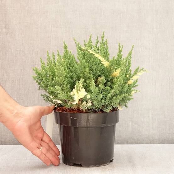 Genévrier rampant - Juniperus chinensis Expansa Variegata Pot de 2L/3L - Image 2