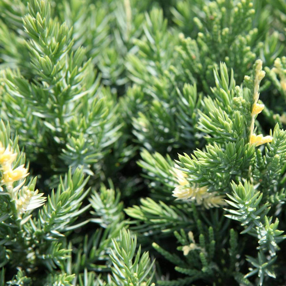 Genévrier rampant - Juniperus chinensis Expansa Variegata Pot de 2L/3L - Image 1