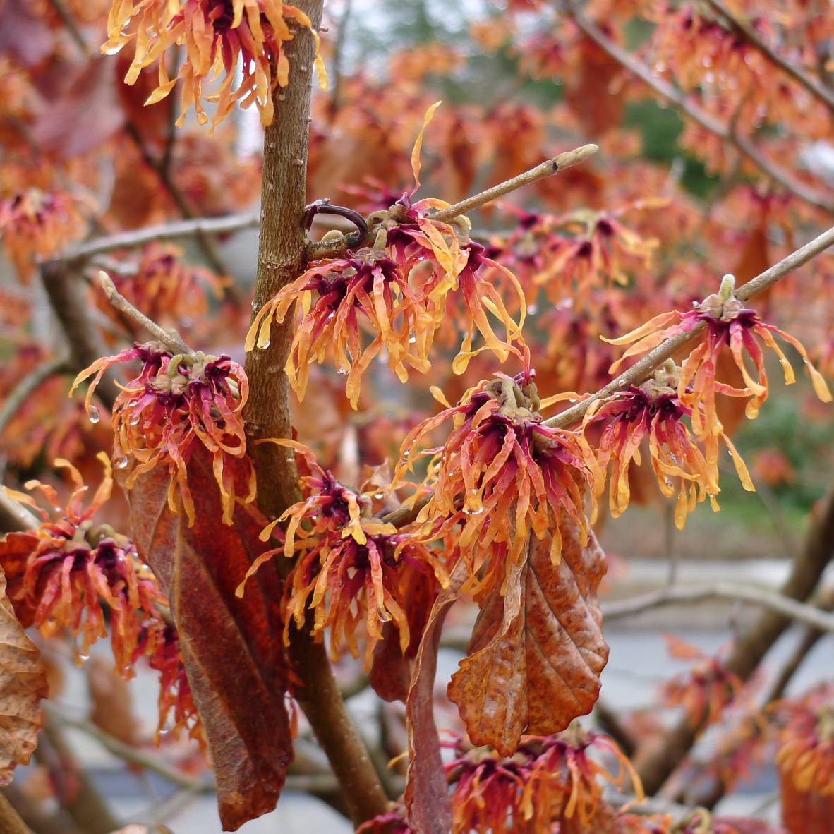 Promesse de Fleurs - Hamamelis (x) intermedia Jelena - Noisetier de sorcière Pot de 2L/3L