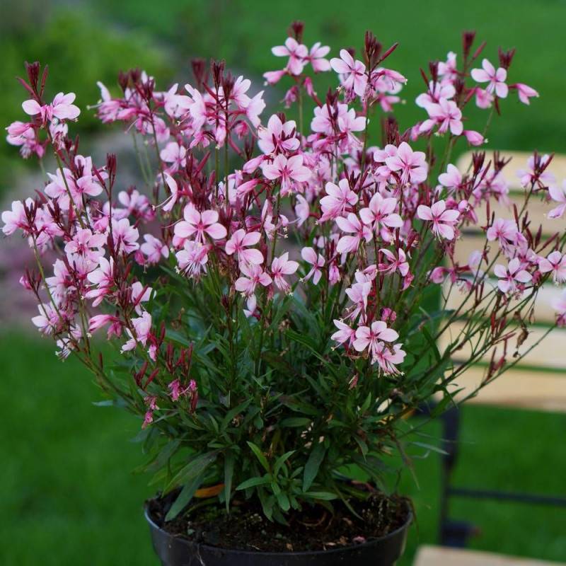 Gaura Sel® Belleza Dark Pink à fleurs Rose/Rouge - feuillage Caduc - Pot de 3L - 40/60 cm - Image 3