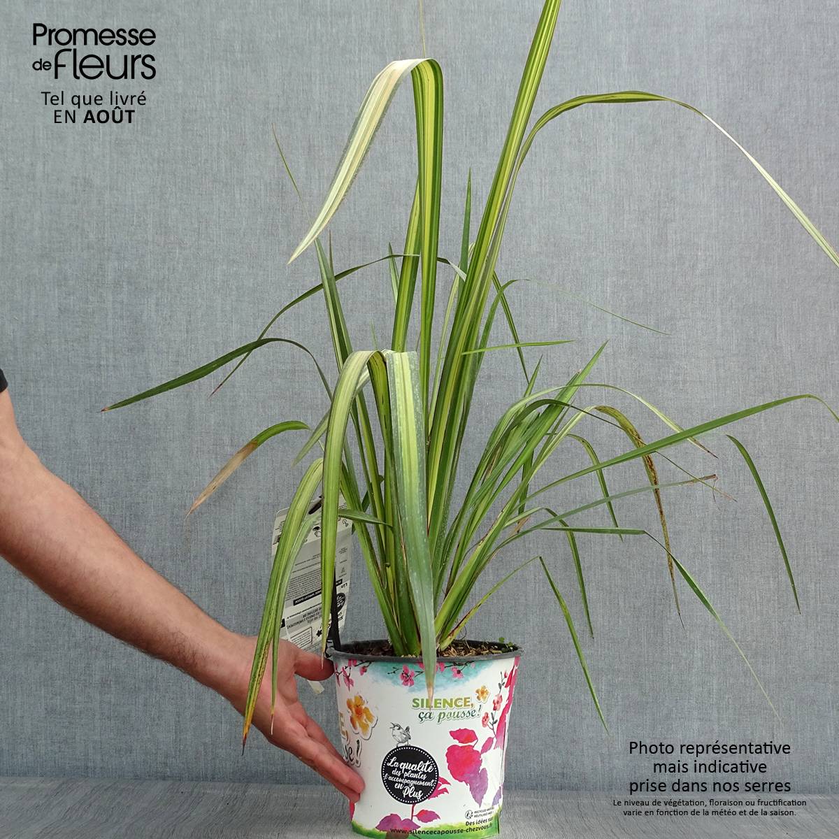 Promesse de Fleurs - Lin de Nouvelle-Zélande - Phormium Apricot Queen Pot de 3L/4L - Image 2