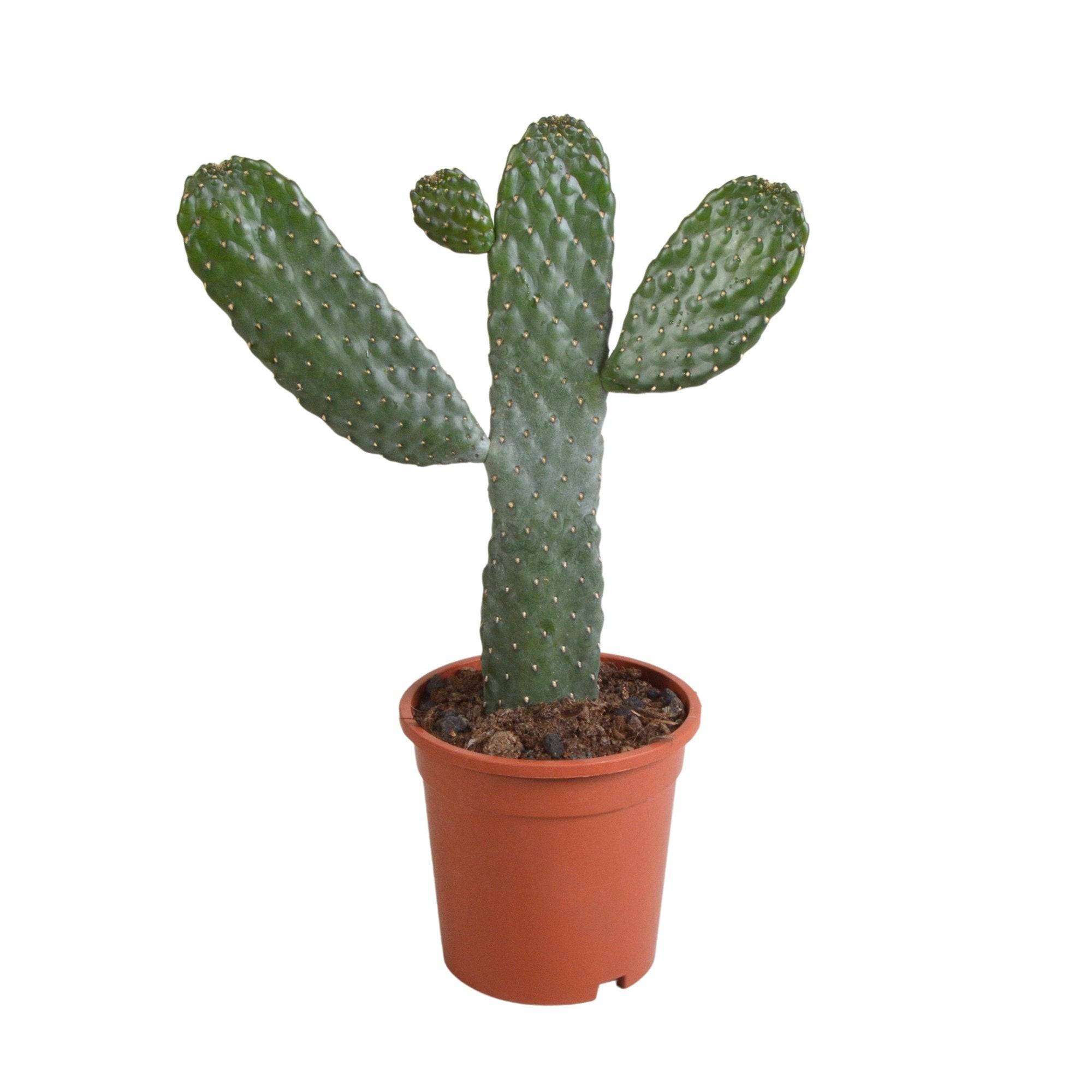 Opuntia consulea - cactus d'intérieur- La Green Touch - Image 2