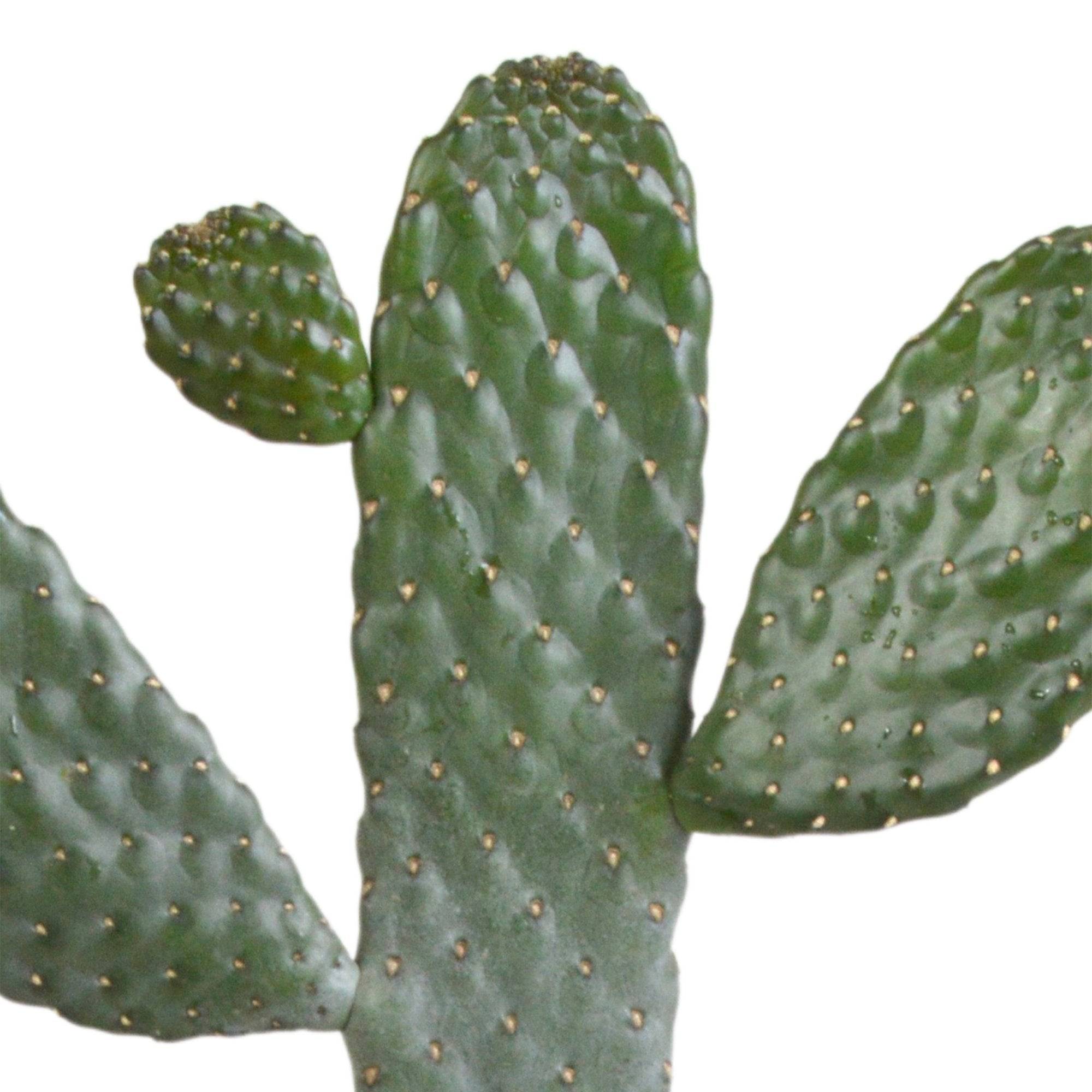 Opuntia consulea - cactus d'intérieur- La Green Touch - Image 4