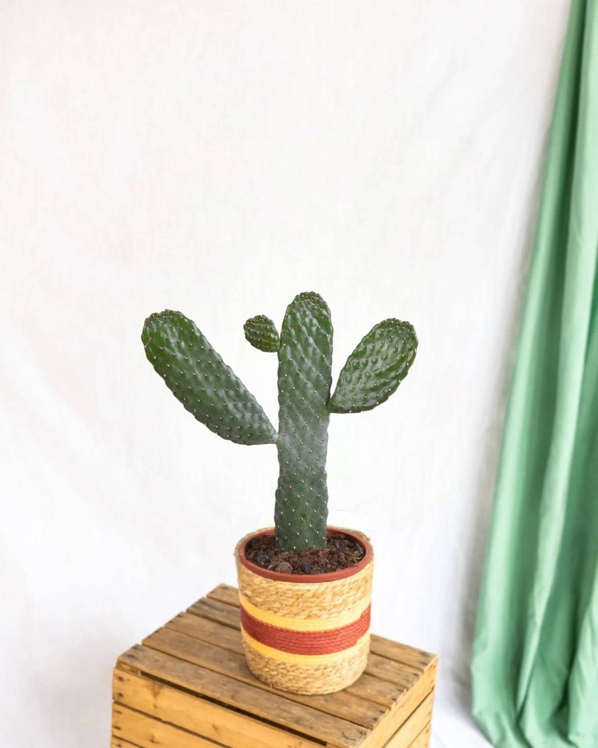 Opuntia consulea - cactus d'intérieur- La Green Touch - Image 1