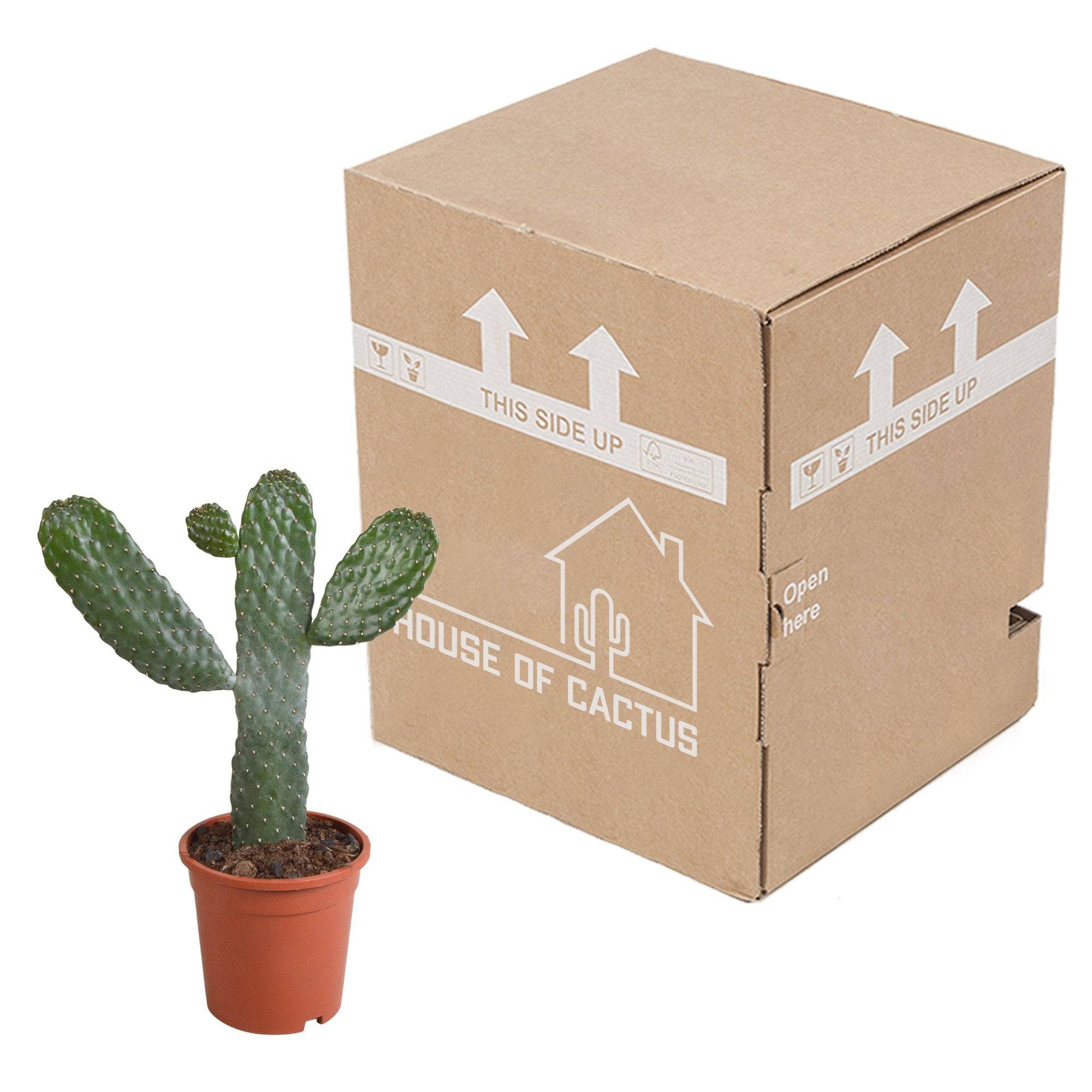 Opuntia consulea - cactus d'intérieur- La Green Touch - Image 5