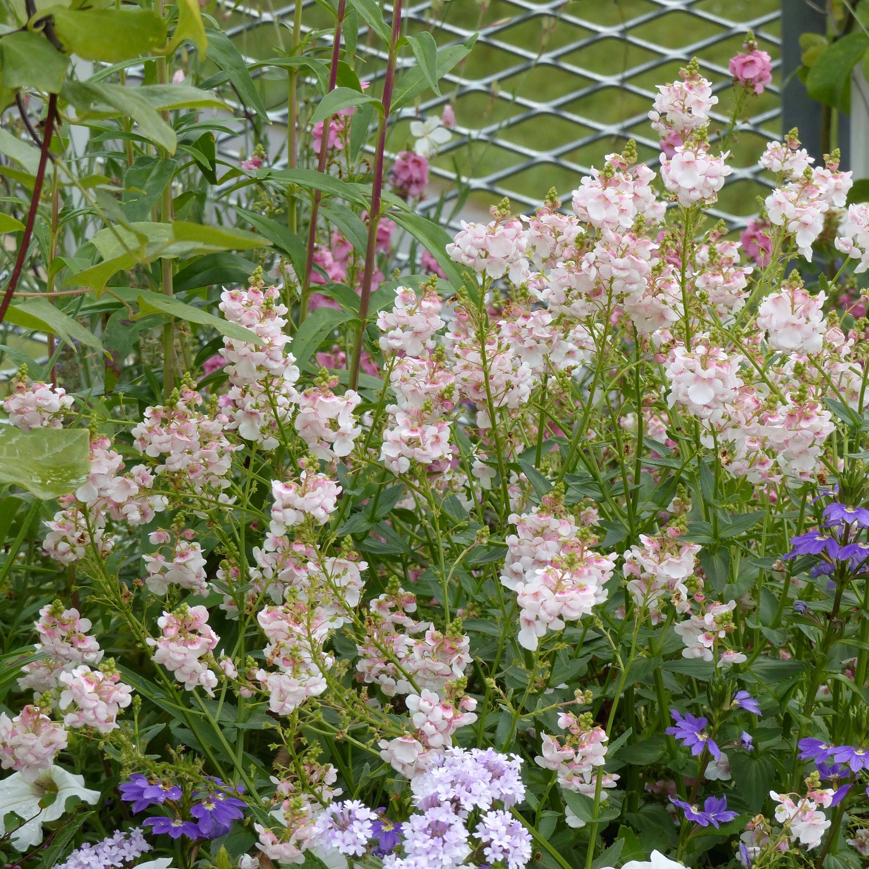Diascia Sundascia Up Rose Pink - Diascie rose Mini-motte Ø 1,5/2,5 cm (par 5)