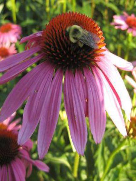 Echinacea purpurea Magnus - Echinacée Pot de 2L/3L - Image 1