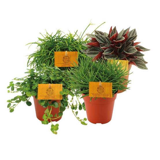 Box - 4 peperomia 20cm - Plante d'intérieur- La Green Touch - Image 1