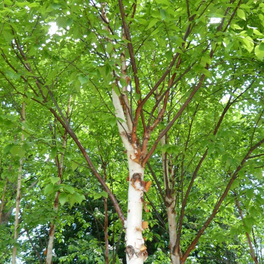 Bouleau de Chine Fascination, Betula - Pot de 15L - Baliveau