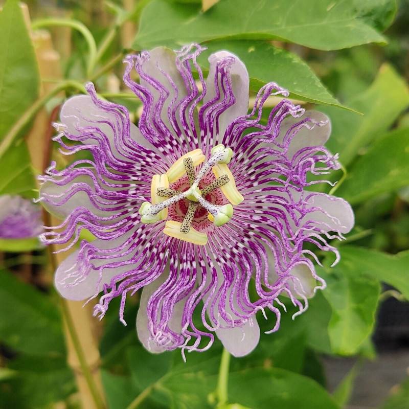 Passiflore Cooltropics® Eia Popeia® à fleurs Violette - feuillage Caduc - Pot de 3L - Echelle bambou 60/120 cm- hauteur à maturité De 2,50 m à 3,00 m - Image 2