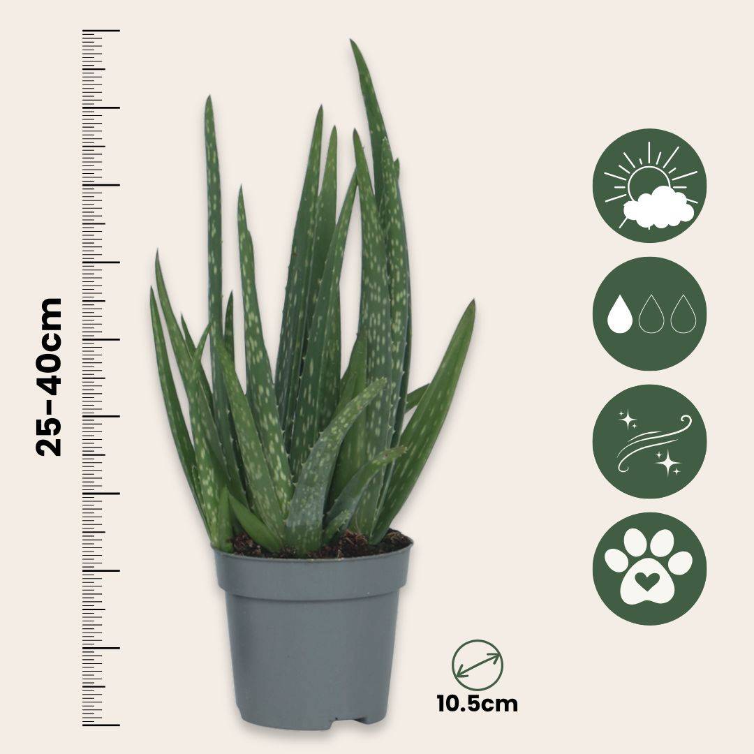 Plant In A Box - Aloe vera - Aloe barbadensis - Hauteur 25-40cm - ⌀10,5cm - Image 6