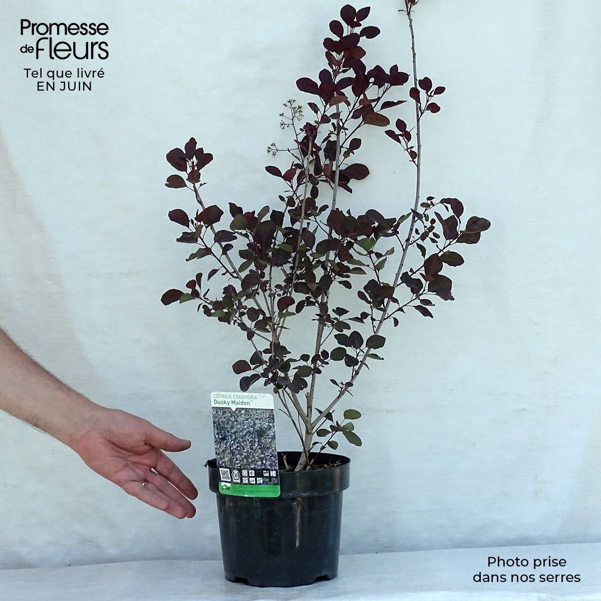 Promesse de Fleurs - Cotinus coggygria Dusky Maiden - Arbre à Perruques Pot de 3L/4L - Image 2