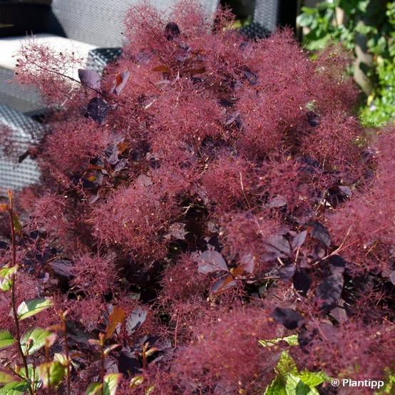 Promesse de Fleurs - Cotinus coggygria Dusky Maiden - Arbre à Perruques Pot de 3L/4L - Image 1