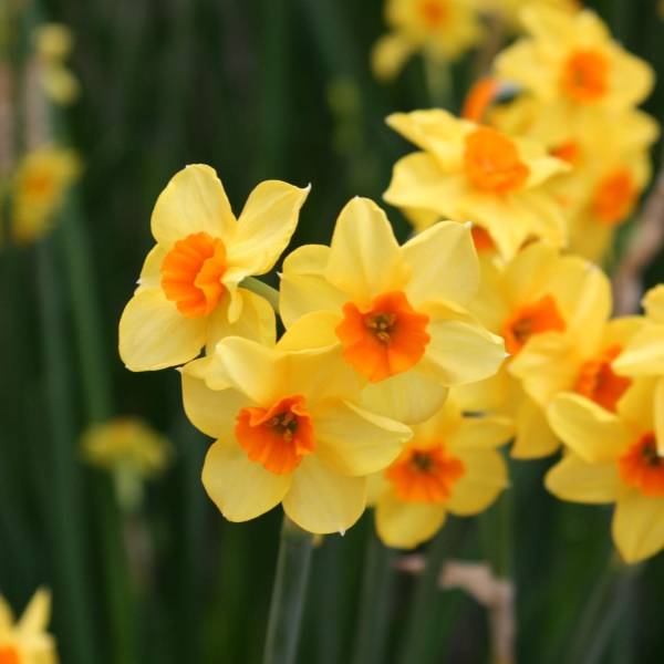 Promesse de Fleurs - Narcisse Martinette Bulbe calibre 12+ (par 10)