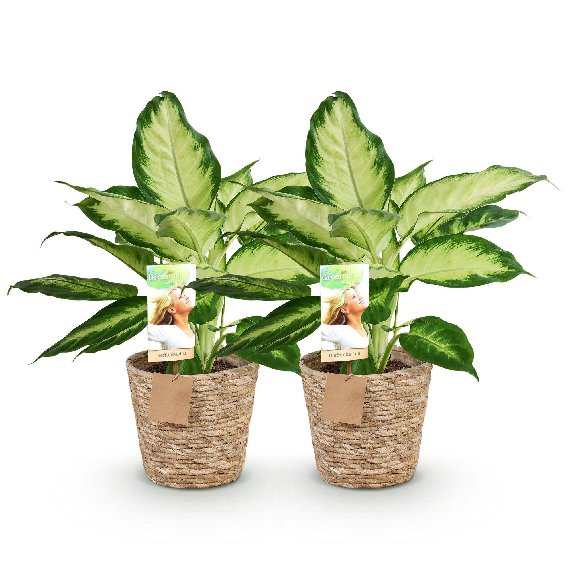 Diefenbachia Camilla - Dieffenbachia - Pot de 17cm - Hauteur 45-50cm - 2 plantes - Panier - Plantes d'intérieur - Image 2