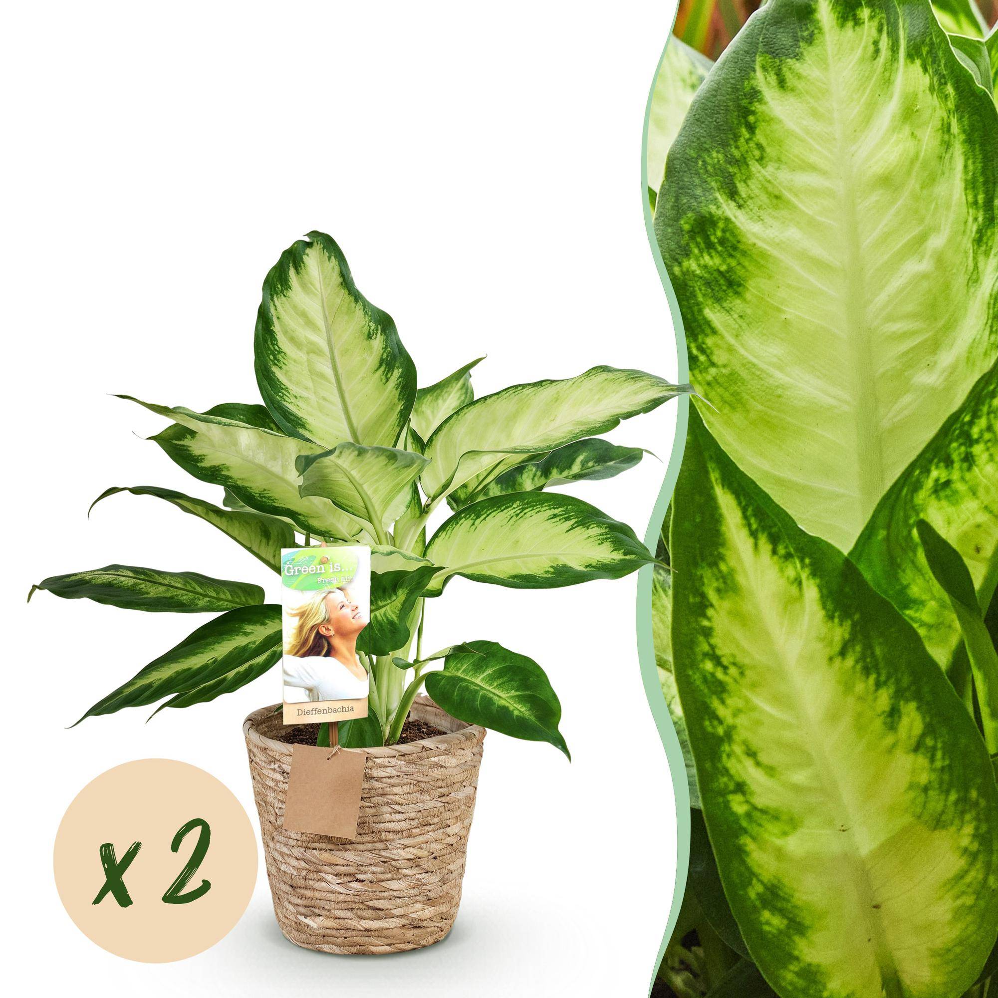 Diefenbachia Camilla - Dieffenbachia - Pot de 17cm - Hauteur 45-50cm - 2 plantes - Panier - Plantes d'intérieur - Image 1