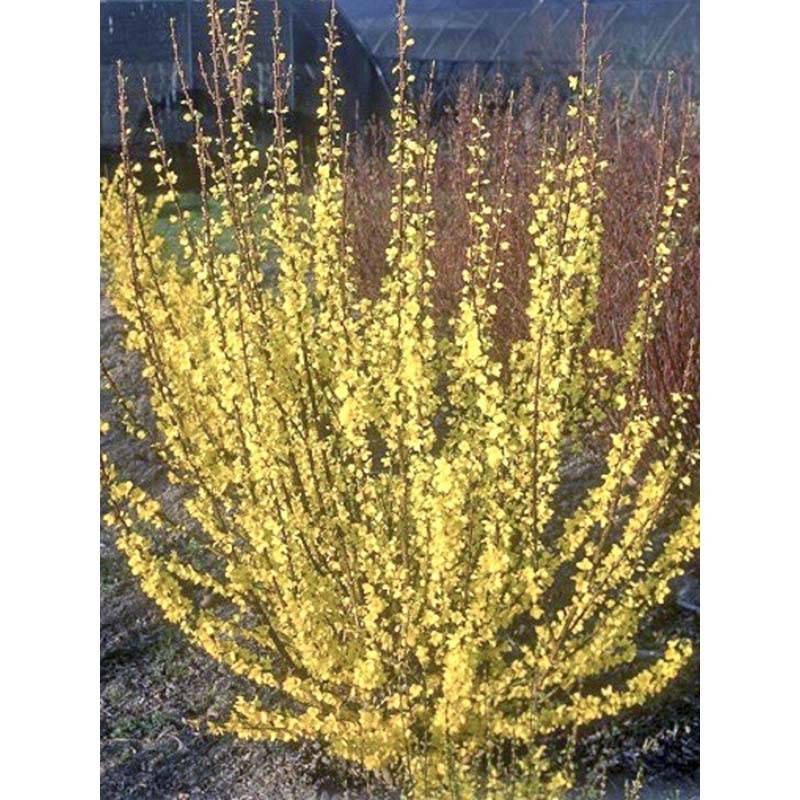 Promesse de Fleurs - Mimosa de Paris - Forsythia x intermedia Mindor Pot de 7,5L/10L