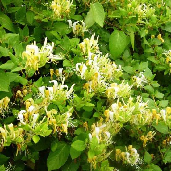Chèvrefeuille du japon - Lonicera japonica Hall's Prolific Pot de 2L/3L