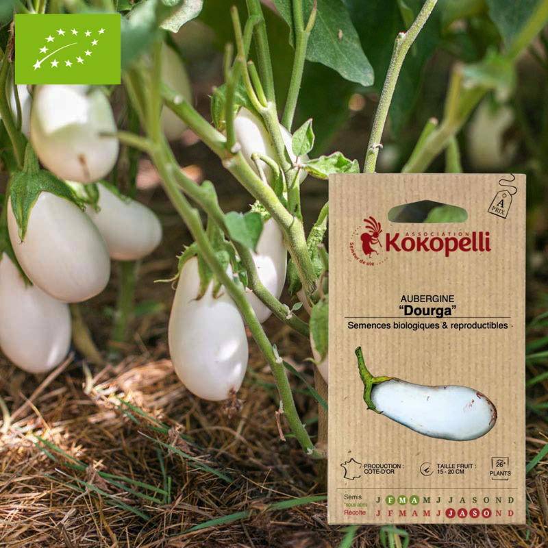 Graines bio à semer - Aubergine Dourga- Association Kokopelli