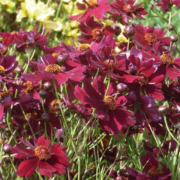 Coreopsis Limerock Ruby - Coreopsis rose Pot de 2L/3L