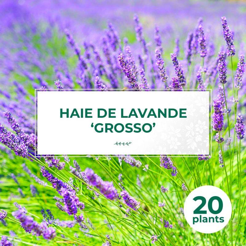 20 Lavandes 'Grosso' (Lanvandula 'X Intermedia Grosso') - Haie de Lavande -  - Pépinières Naudet - Image 1