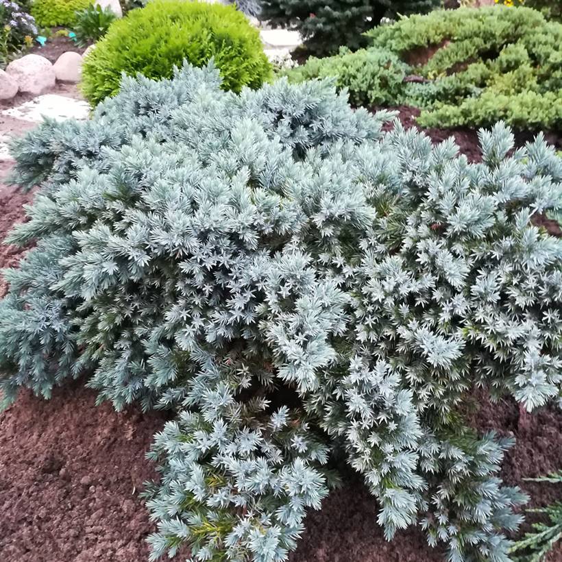 Juniperus squamata Blue Star - Genévrier écailleux Godet de 8/9 cm