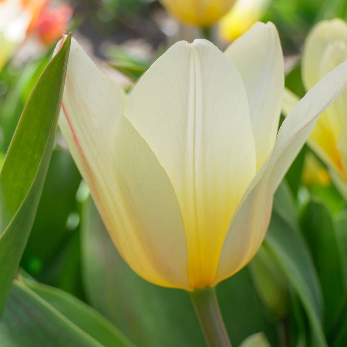 Promesse de Fleurs - Tulipe botanique greigii White Fire Bulbe calibre 11+ (par 10)