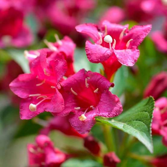 Weigela 'Bristol Ruby' (Weigela florida x coraeensis 'Bristol Ruby') - Godet 9cm - Pépinières Naudet - Image 2