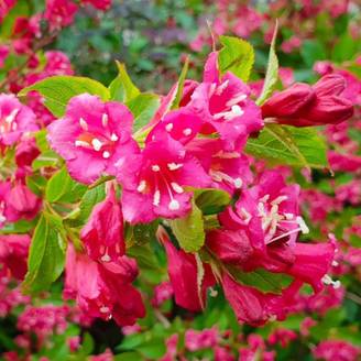 Weigela 'Bristol Ruby' (Weigela florida x coraeensis 'Bristol Ruby') - Godet 9cm - Pépinières Naudet