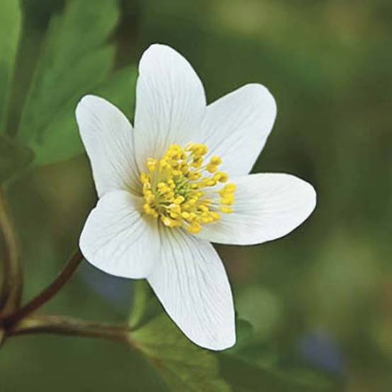 Anemone nemorosa - Anémone des bois Godet de 8/9 cm
