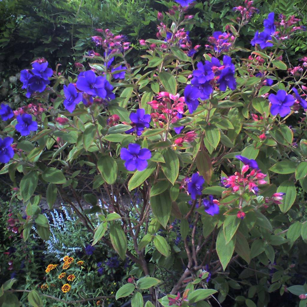 Tibouchina urvilleana - Tibouchine d'Urville Pot de 4L/5L
