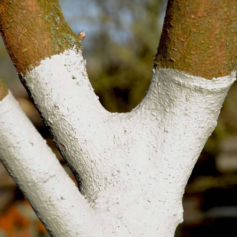 Blanc arboricole à la chaux pure 5 litres - Agro Sens - Image 4