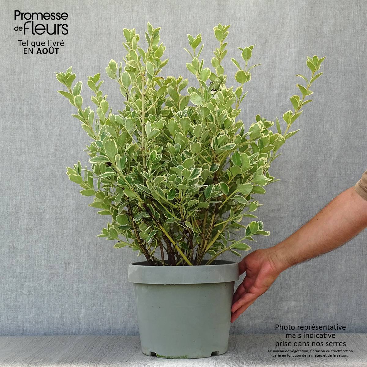Promesse de Fleurs - Euonymus japonicus Président Gauthier - Fusain du Japon Pot de 7,5L/10L - Image 2