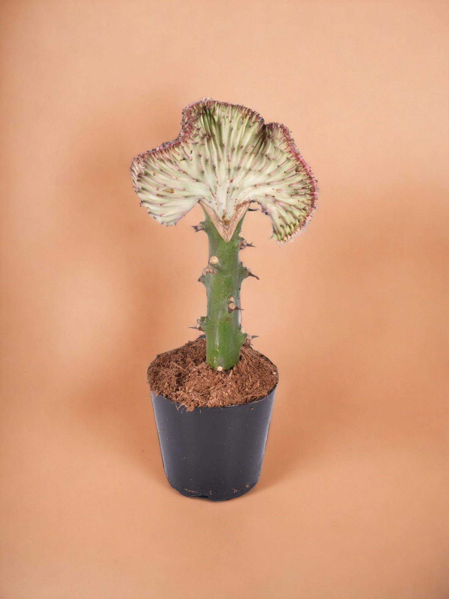 Euphorbe lactea Cristata rood- La Green Touch - Image 1