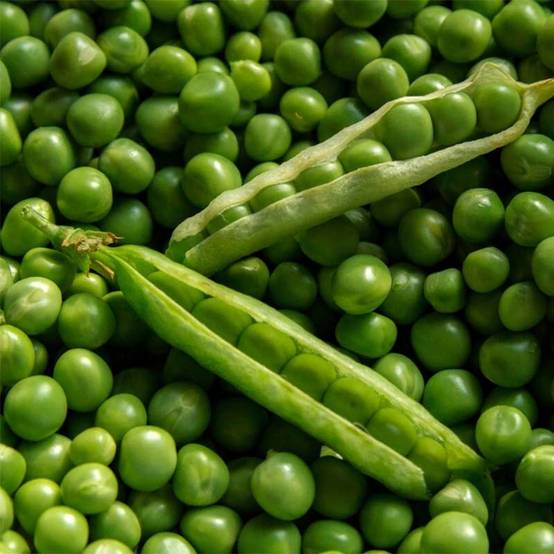 Pois nain Orion à grain rond le sachet de 250-350 graines environ (100g)