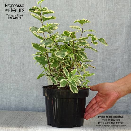 Seringat des jardins - Philadelphus coronarius Variegatus Pot de 3L/4L - Image 2