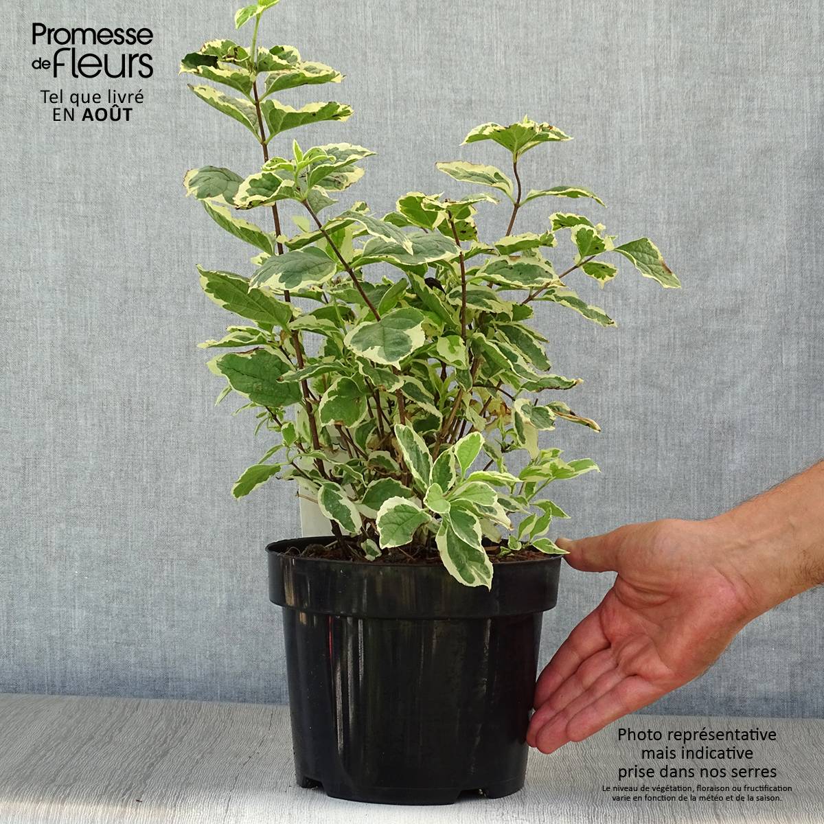 Seringat des jardins - Philadelphus coronarius Variegatus Pot de 3L/4L - Image 2