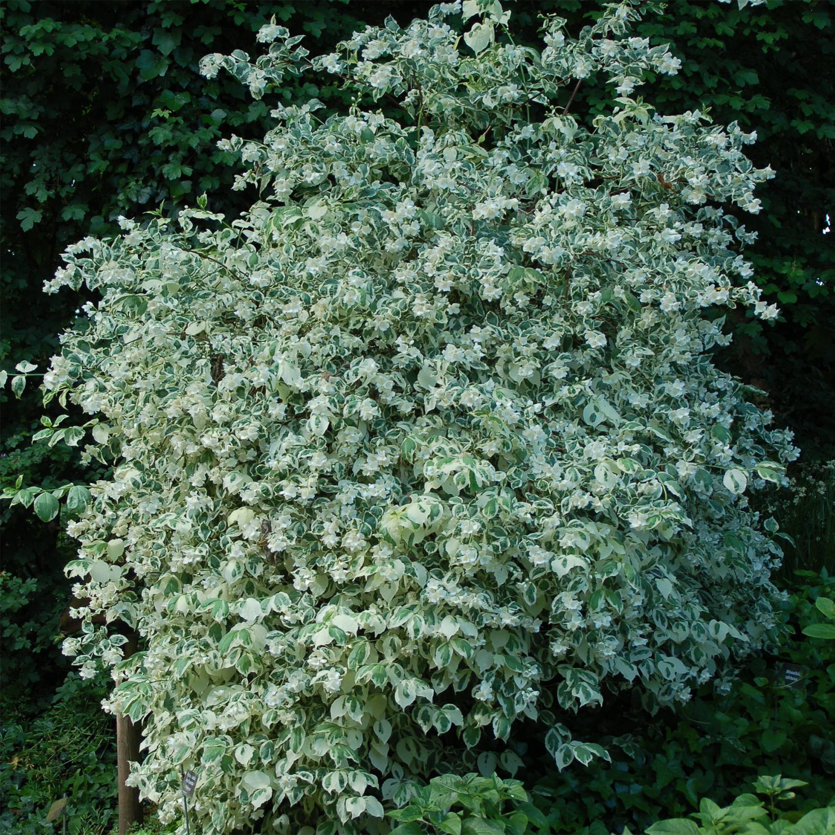 Seringat des jardins - Philadelphus coronarius Variegatus Pot de 3L/4L - Image 1